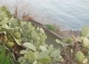 Acquagrande